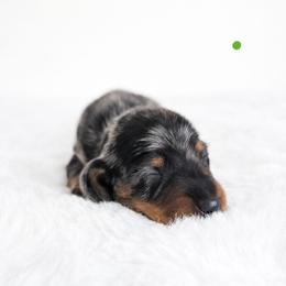 Black and tan dapple male (Green) 3208.56 - Dapple male Dachshund puppy in Belle Rive, Illinois from Akin's Miniature Dachshunds, LLC
