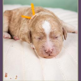 Riff - Red male Cockapoo puppy in Connersville, Indiana from Deaz Doodle Ranch