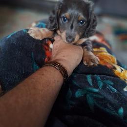 Dachshund Puppies from A&R Dachshund