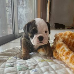Boy 6 - Red male Bulldog puppy in Tierra Verde, Florida from Destiny Kennel