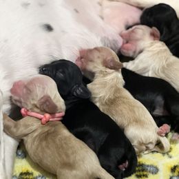 Cocker Spaniel Puppies from Skyhigh Kennels