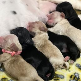 Cocker Spaniel Puppies from Skyhigh Kennels
