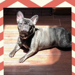 Paris - French Bulldog