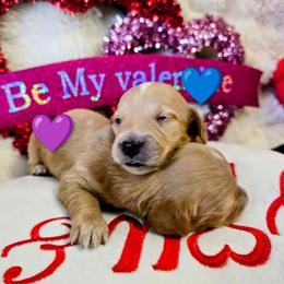 Carmello - Fawn (Isabella) male Dachshund puppy in Millington, Tennessee from SchmooterBabies
