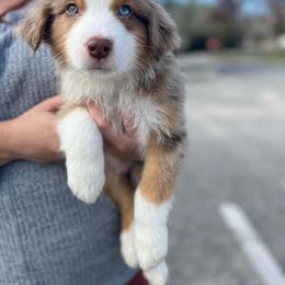 Australian Shepherd Puppies from Southern Sky Aussies