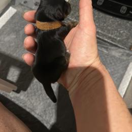 Enzo - Black and tan male Yorkshire Terrier puppy in Tulsa, Oklahoma from Yorker Puppy Palace