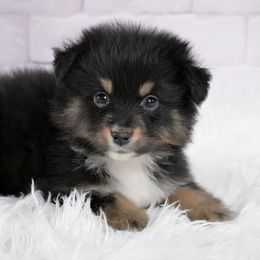 Grenada - Black tri-color female Australian Shepherd puppy in Fultonville, New York from Sandy Aussies & Pomeranians