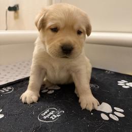 Reese's - Yellow female Labrador Retriever puppy in Eugene, Oregon from LakeHouse Labrador Retriever LLC
