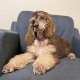 LEONARDO, Brown Phantom - Phantom male Poodle puppy in Charlo, Montana from Heavenly Hilltop Farm