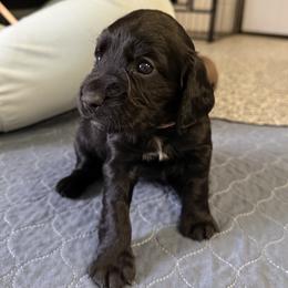 Tulip - Black female English Cocker Spaniel puppy in Lake City, Florida from Ryndal & Co.