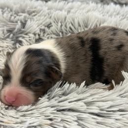 Sophee - Blue merle female Miniature Australian Shepherd puppy in Ambrose, Georgia from Brandilyn's Aussies