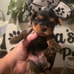 Lewis - Black and gold male Yorkshire Terrier puppy in Clermont, Florida from Bella's Prissy Butts