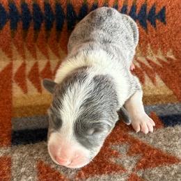 Dilute Female 1 - Gray and white female American Corgi puppy in Okeechobee, Florida from HotShot Kennels