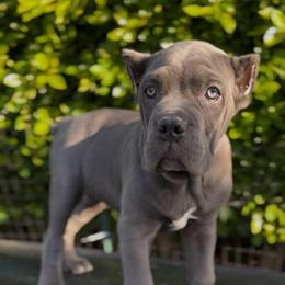 Grey female - Gray female Cane Corso puppy in California from Donato Kennels