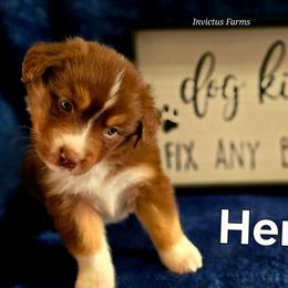 Hercules - Red tri-color male Australian Shepherd puppy in Smithfield, Utah from Invictus Farms