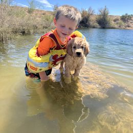 Golden Retriever Puppies from Little Bitta Luck Farms