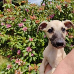 Bruce - Fawn male Whippet puppy in Sweet Home, Oregon from Imperialis Kennels