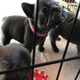 French Bulldog Puppies from Crooked C Ranch