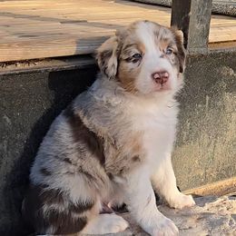 Willie Nelson - Red merle male Australian Shepherd puppy in Western Lake, Texas from MicKenna Ridge Ranch