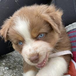 Australian Shepherd Puppies from Quiet Cove Kennels