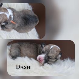 Dash - Sable male Pembroke Welsh Corgi puppy in Charleroi, Pennsylvania from Twilight Hollow Corgis
