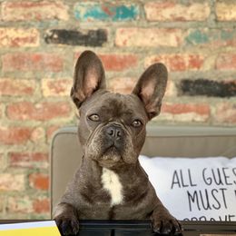 Lulu - French Bulldog