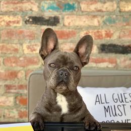 Lulu - French Bulldog
