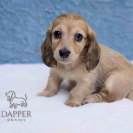 Girl 2 - female Dachshund puppy in Zephyrhills, Florida from Dapper Doxies