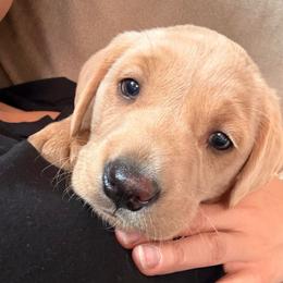 Hazel - Yellow male Labrador Retriever puppy in Mission Viejo, California from Loving Puppy House
