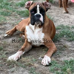 Cyrius - Boxer