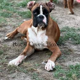 Cyrius - Boxer