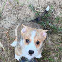 Arcadia - Red and white male American Corgi puppy in Hope, Arkansas from Foxy Knoll Farm