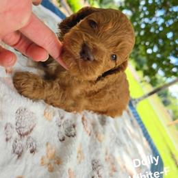 Cockapoo Puppies from Ashley Dedmon