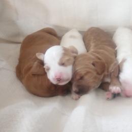 Cockapoo Puppies from Janet Campbell
