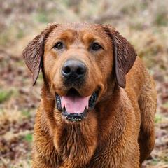 Clifford - Labrador Retriever