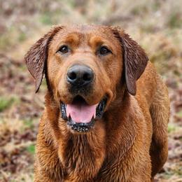 Clifford - Labrador Retriever