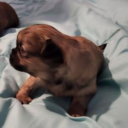 Spankie - Sable male Shih Tzu puppy in Newport, Arkansas from Gina's Lil Zues and Yorkies Kennel