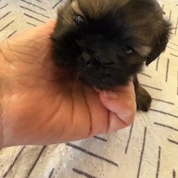 Xena - Brindle female Shih Tzu puppy in Modoc, Kansas from Karla Sauer