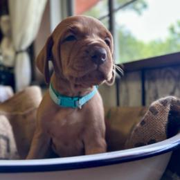 Luna - Golden rust female Vizsla puppy in Marshalltown, Iowa from Kaylee’s Vizslas