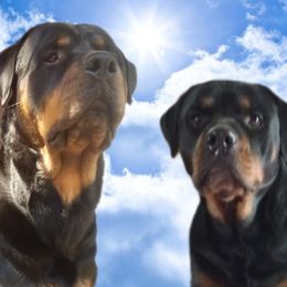 Rottweilers from Family Bred Rottweilers