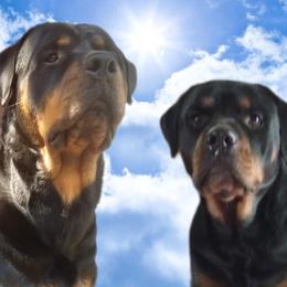 Rottweilers from Family Bred Rottweilers