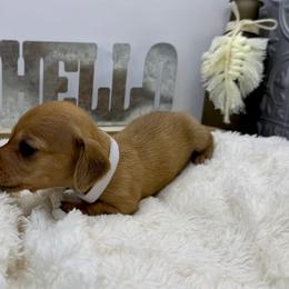 Layla - Red female Dachshund puppy in Rio Linda, California from Destiny's Mini Doxies