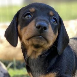 Dachshunds from LC Dachshund House