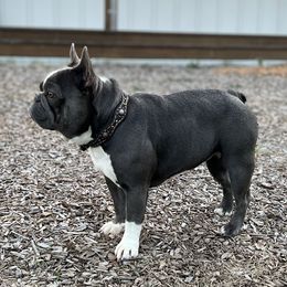 Sheriff Callie - French Bulldog