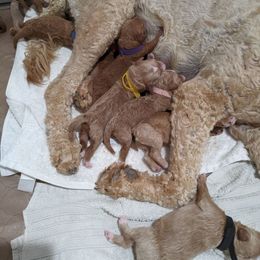 Goldendoodle and Poodle Puppies from Arizona Poodle Queen