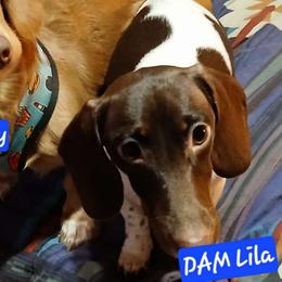 Lila - Dachshund