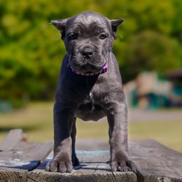 Cane Corso Puppies from Black Knight Cane Corso