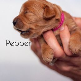 Cavapoo Puppies from Bonneville Doodles