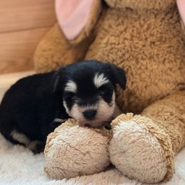 Bear - Black and silver male Miniature Schnauzer puppy in Auburn, Georgia from Very Special Mini Schnauzers