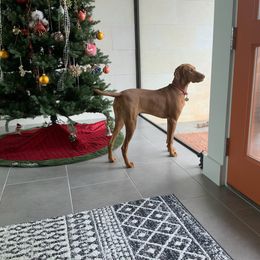 Vizsla Puppies from Virag Vizsla